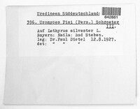 Uromyces pisi-sativi image